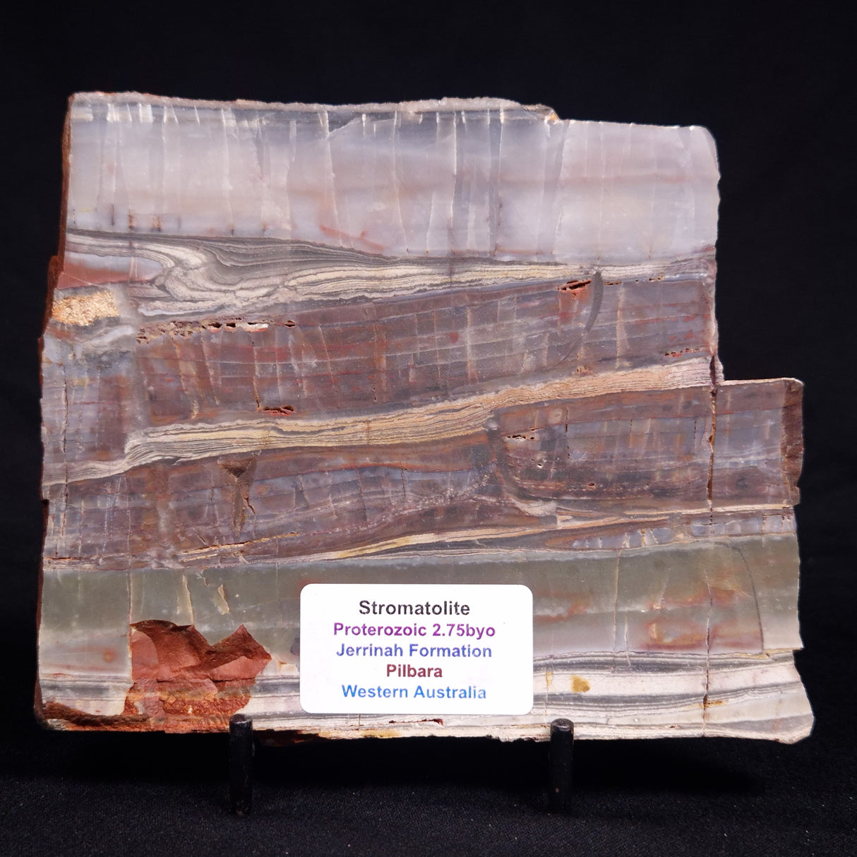 STROMATOLITE, Jerrinah Formation, Proterozoic, Australia ZJF094