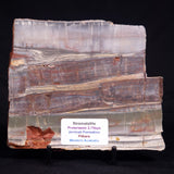 STROMATOLITE, Jerrinah Formation, Proterozoic, Australia ZJF094