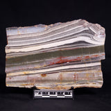 STROMATOLITE, Jerrinah Formation, Proterozoic, Australia ZJF095