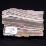 STROMATOLITE, Jerrinah Formation, Proterozoic, Australia ZJF095