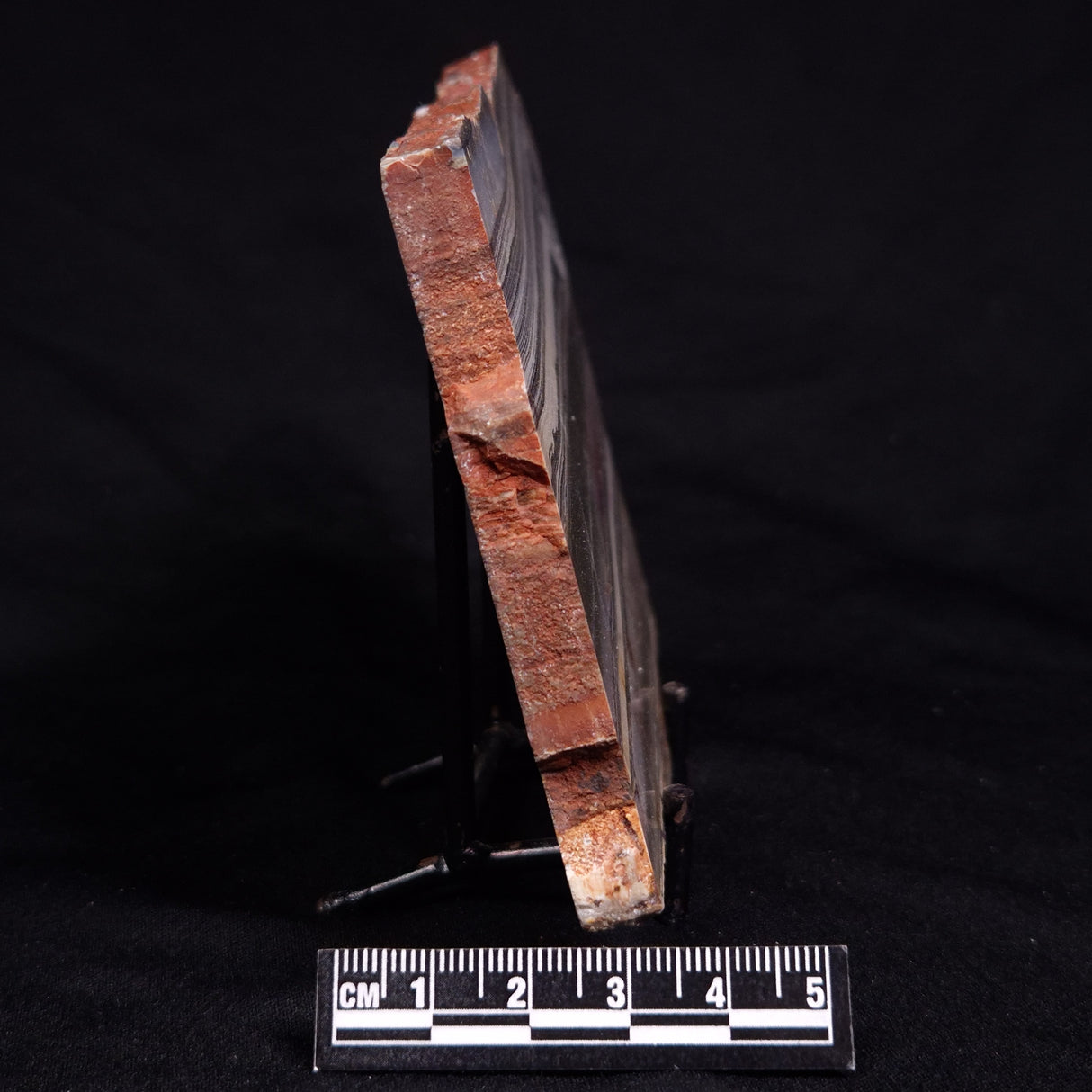 STROMATOLITE, Jerrinah Formation, Proterozoic, Australia ZJF095