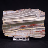 STROMATOLITE, Jerrinah Formation, Proterozoic, Australia ZJF096