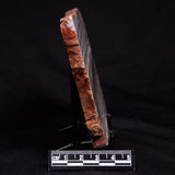 STROMATOLITE, Jerrinah Formation, Proterozoic, Australia ZJF096