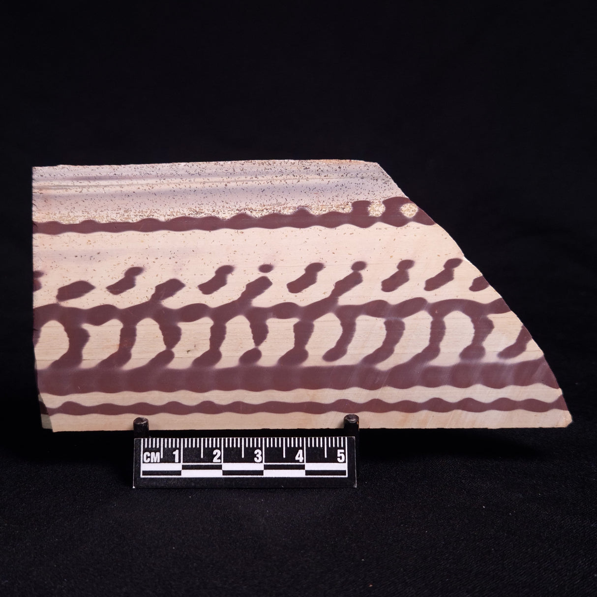 ZEBRA STONE, Australia ZZS009