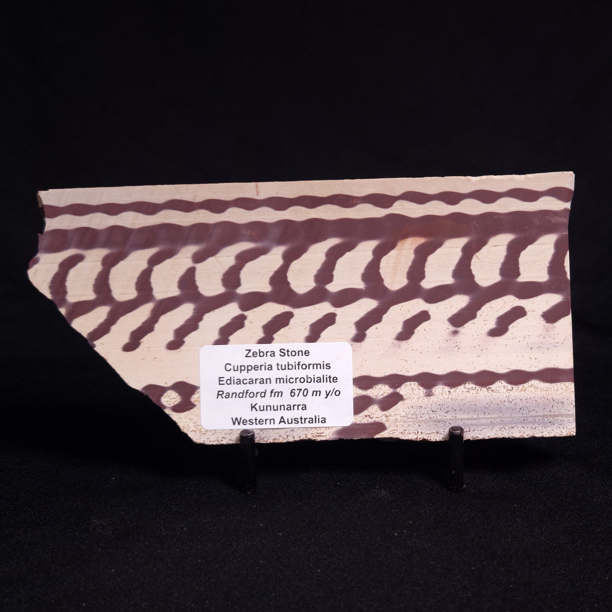 ZEBRA STONE, Australia ZZS011