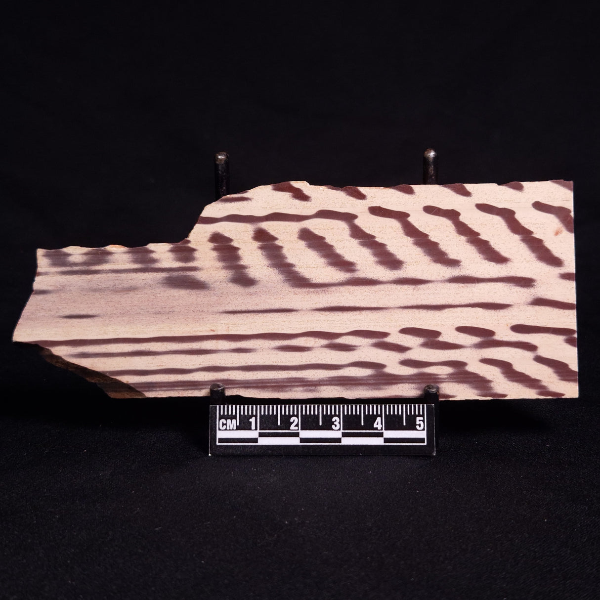 ZEBRA STONE, Australia ZZS014