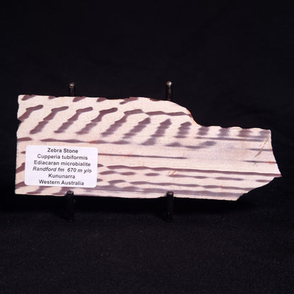 ZEBRA STONE, Australia ZZS014