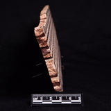 ZEBRA STONE, Australia ZZS019