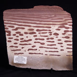 ZEBRA STONE, Australia ZZS022