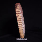 ZEBRA STONE, Australia ZZS022