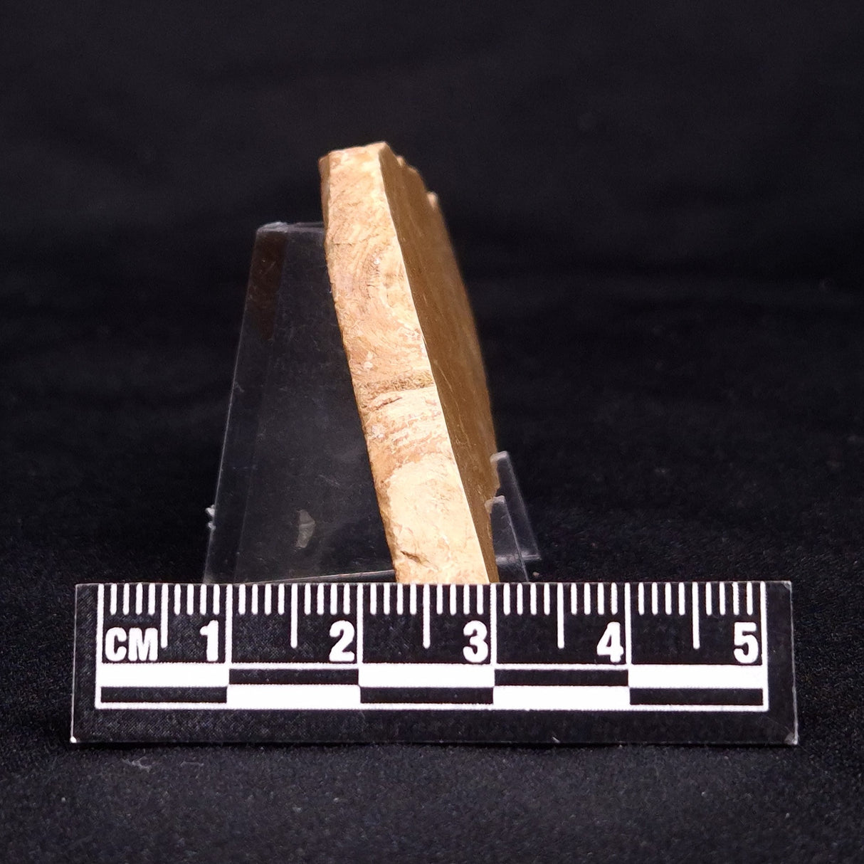 TUNGUSSIA INNA STROMATOLITE, Late Precambrian, Australia ZTG011