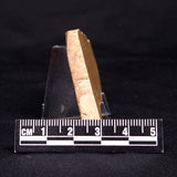 TUNGUSSIA INNA STROMATOLITE, Late Precambrian, Australia ZTG011