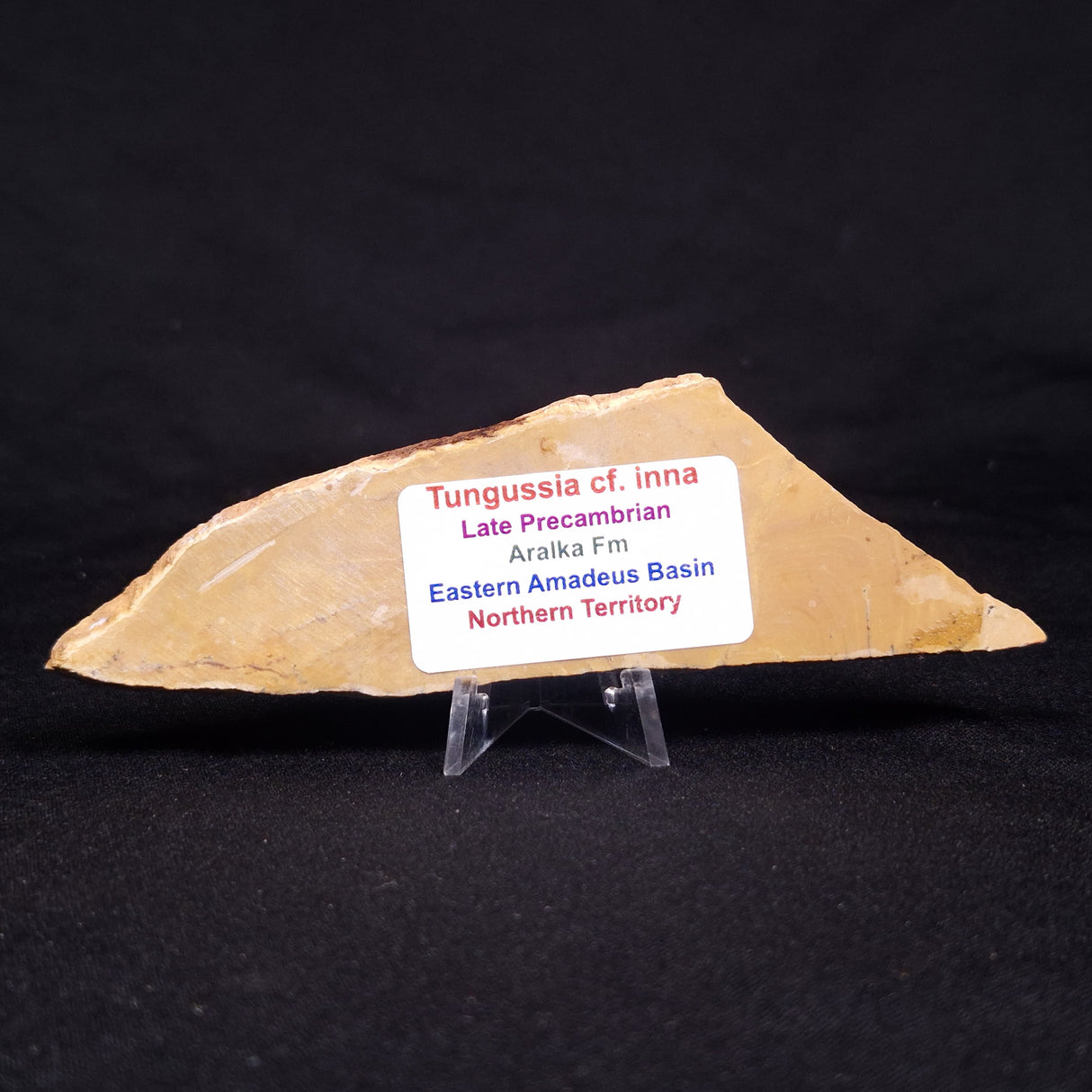 TUNGUSSIA INNA STROMATOLITE, Late Precambrian, Australia ZTG012