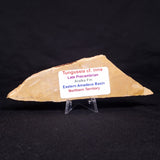 TUNGUSSIA INNA STROMATOLITE, Late Precambrian, Australia ZTG012