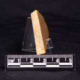 TUNGUSSIA INNA STROMATOLITE, Late Precambrian, Australia ZTG012