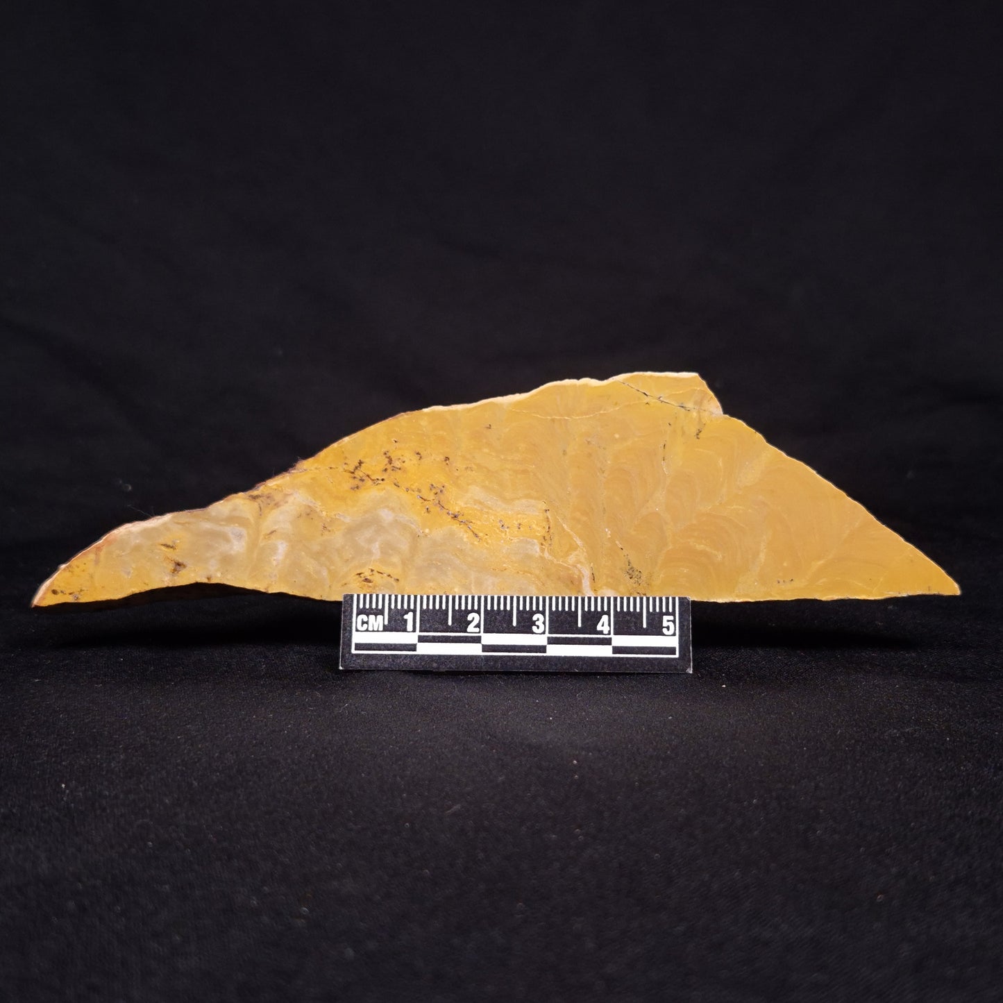 TUNGUSSIA INNA STROMATOLITE, Late Precambrian, Australia ZTG016