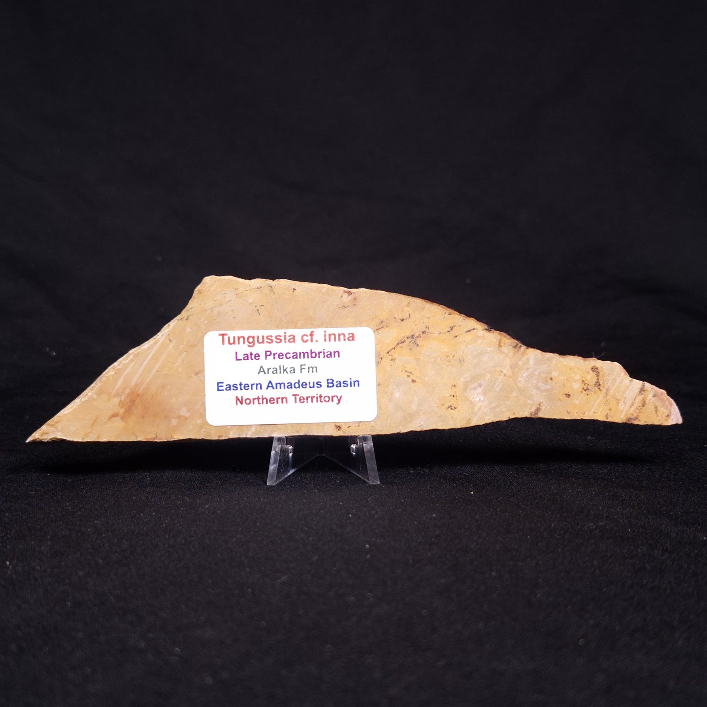 TUNGUSSIA INNA STROMATOLITE, Late Precambrian, Australia ZTG016