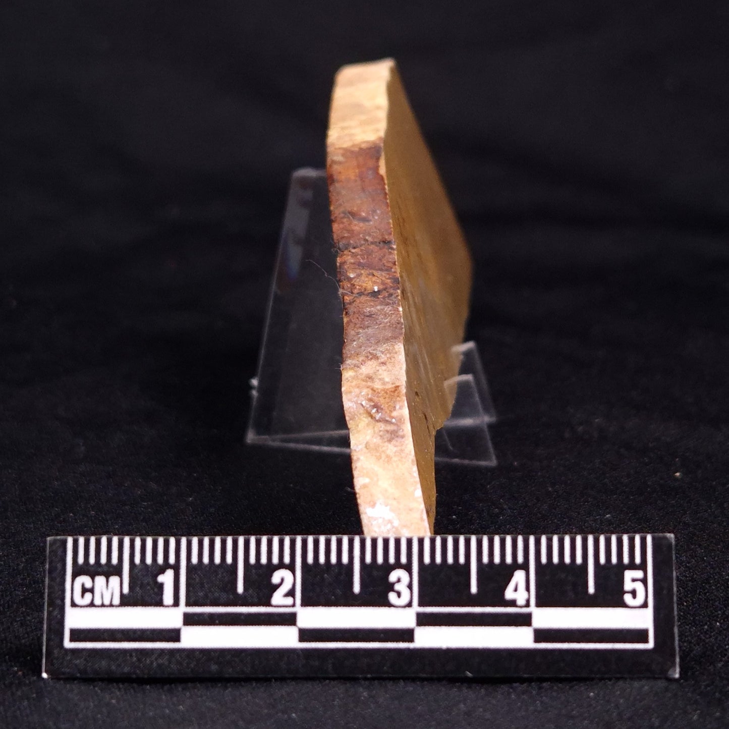 TUNGUSSIA INNA STROMATOLITE, Late Precambrian, Australia ZTG016