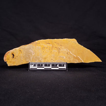 TUNGUSSIA INNA STROMATOLITE, Late Precambrian, Australia ZTG017