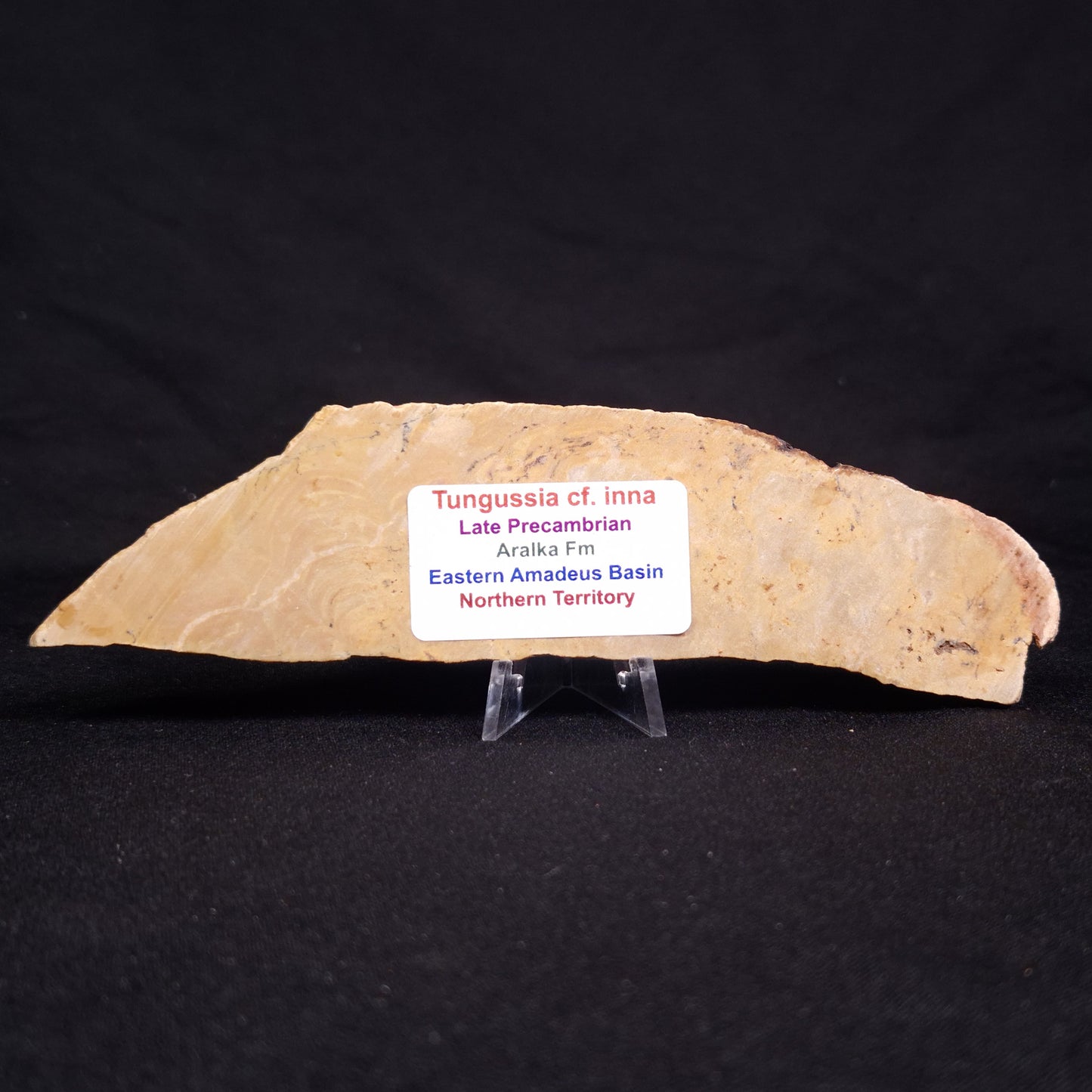 TUNGUSSIA INNA STROMATOLITE, Late Precambrian, Australia ZTG017
