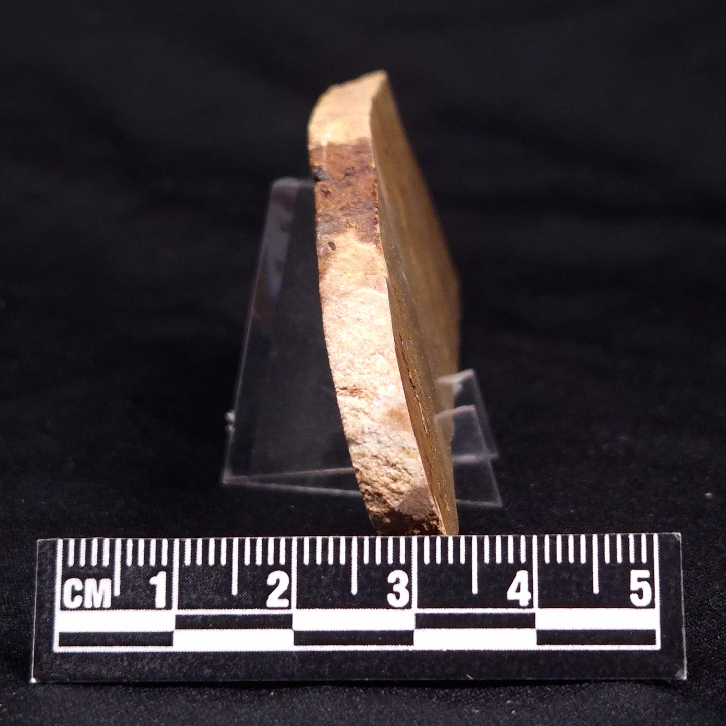 TUNGUSSIA INNA STROMATOLITE, Late Precambrian, Australia ZTG017