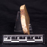 TUNGUSSIA INNA STROMATOLITE, Late Precambrian, Australia ZTG017