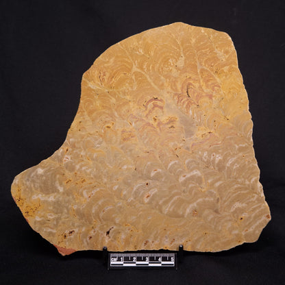 TUNGUSSIA INNA STROMATOLITE, Late Precambrian, Australia ZTG018