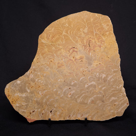 TUNGUSSIA INNA STROMATOLITE, Late Precambrian, Australia ZTG018