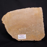 TUNGUSSIA INNA STROMATOLITE, Late Precambrian, Australia ZTG019