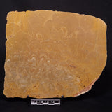 TUNGUSSIA INNA STROMATOLITE, Late Precambrian, Australia ZTG020