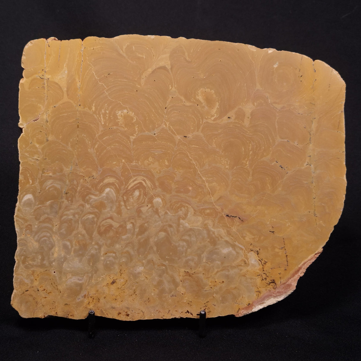 TUNGUSSIA INNA STROMATOLITE, Late Precambrian, Australia ZTG020