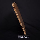 TUNGUSSIA INNA STROMATOLITE, Late Precambrian, Australia ZTG020