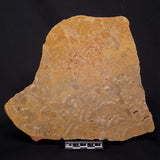 TUNGUSSIA INNA STROMATOLITE, Late Precambrian, Australia ZTG021