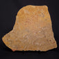 TUNGUSSIA INNA STROMATOLITE, Late Precambrian, Australia ZTG021
