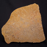 TUNGUSSIA INNA STROMATOLITE, Late Precambrian, Australia ZTG022