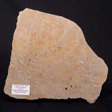TUNGUSSIA INNA STROMATOLITE, Late Precambrian, Australia ZTG022