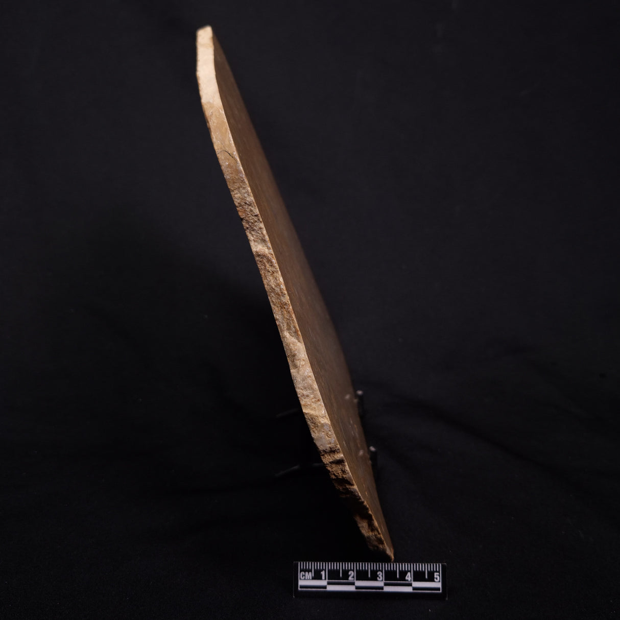 TUNGUSSIA INNA STROMATOLITE, Late Precambrian, Australia ZTG022