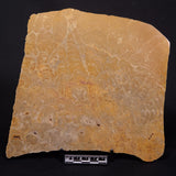 TUNGUSSIA INNA STROMATOLITE, Late Precambrian, Australia ZTG023