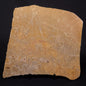 TUNGUSSIA INNA STROMATOLITE, Late Precambrian, Australia ZTG023