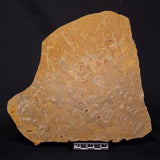 TUNGUSSIA INNA STROMATOLITE, Late Precambrian, Australia ZTG024