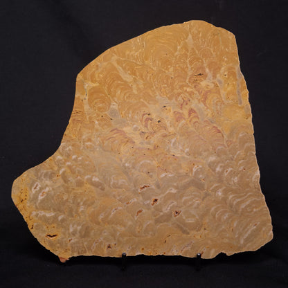 TUNGUSSIA INNA STROMATOLITE, Late Precambrian, Australia ZTG024