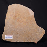 TUNGUSSIA INNA STROMATOLITE, Late Precambrian, Australia ZTG024