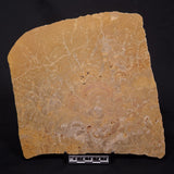 TUNGUSSIA INNA STROMATOLITE, Late Precambrian, Australia ZTG025