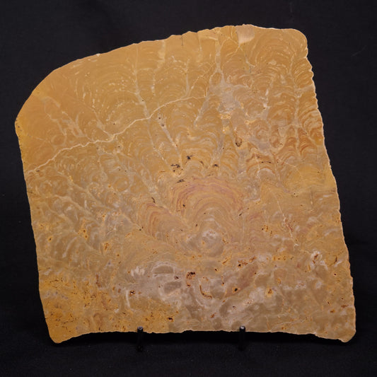 TUNGUSSIA INNA STROMATOLITE, Late Precambrian, Australia ZTG025