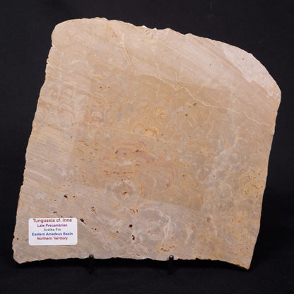 TUNGUSSIA INNA STROMATOLITE, Late Precambrian, Australia ZTG025