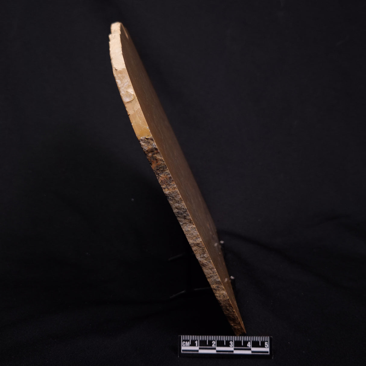 TUNGUSSIA INNA STROMATOLITE, Late Precambrian, Australia ZTG025