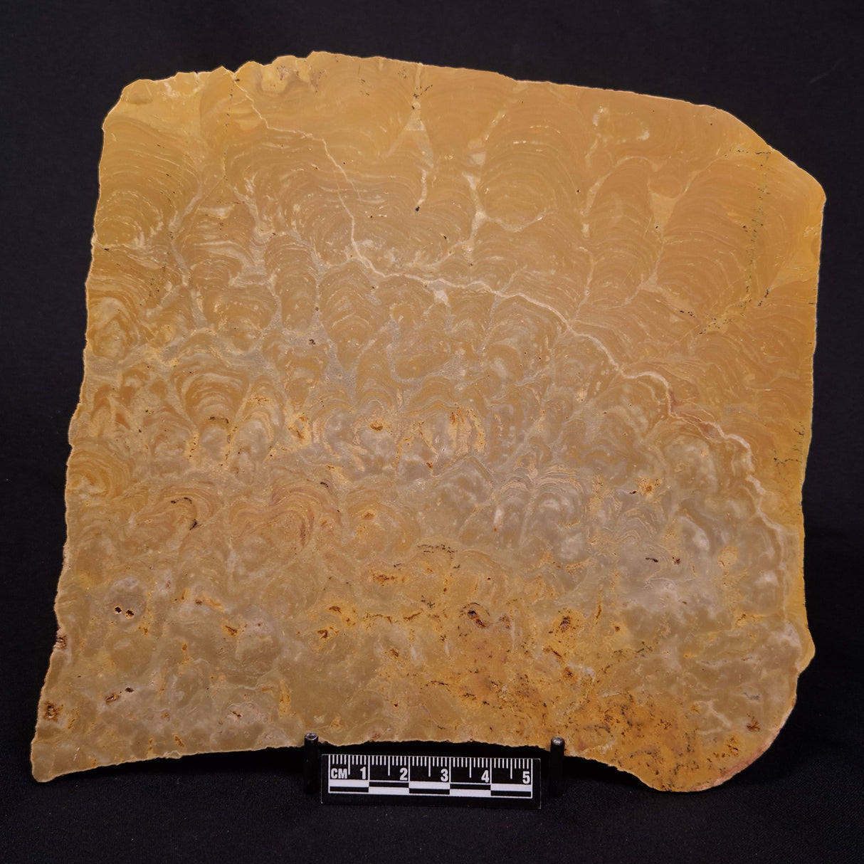 TUNGUSSIA INNA STROMATOLITE, Late Precambrian, Australia ZTG026