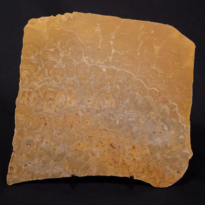 TUNGUSSIA INNA STROMATOLITE, Late Precambrian, Australia ZTG026