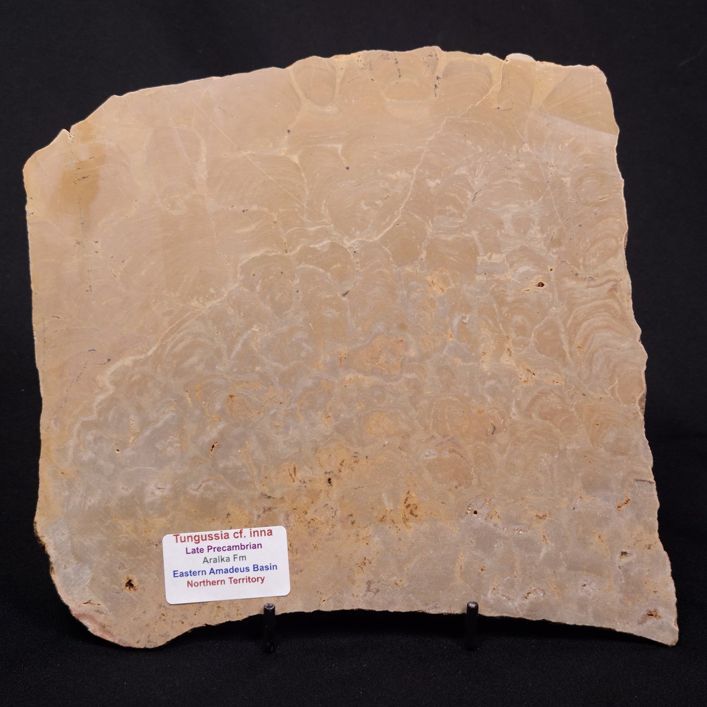 TUNGUSSIA INNA STROMATOLITE, Late Precambrian, Australia ZTG026