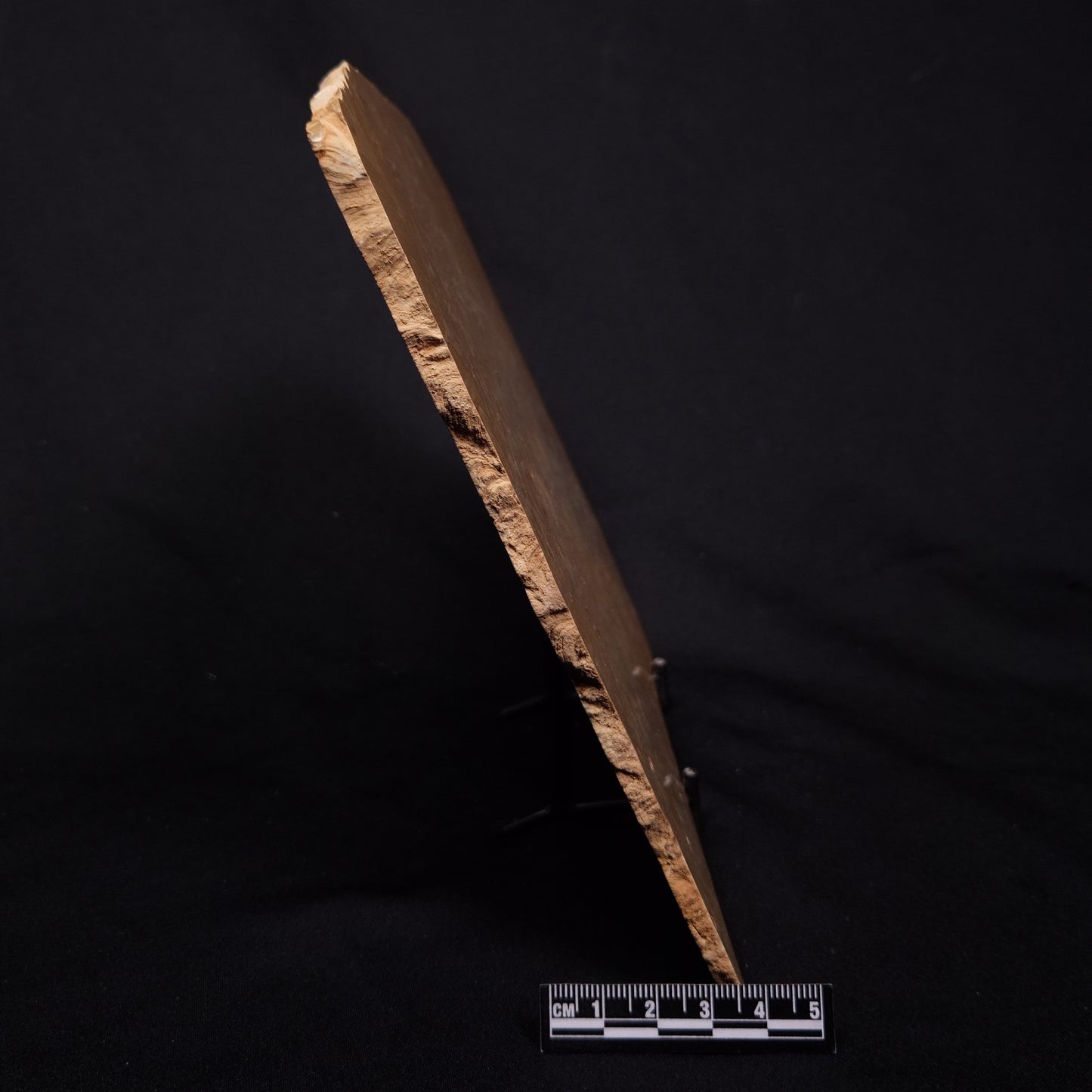 TUNGUSSIA INNA STROMATOLITE, Late Precambrian, Australia ZTG026